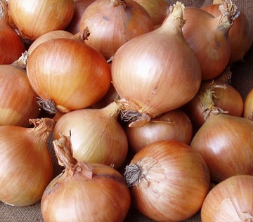 Cebula Polanowska 6g nasiona