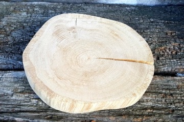 срезы древесины, срез дуба сухой шлифованный (Д-35)