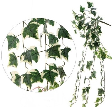 Hedera zwis pnącze girlanda /B155