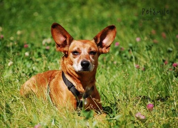 Trixie Szelki PREMIUM dla psa Classic XS-S; Czarny