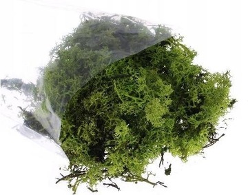 Chrobotek zielony Mech naturalny