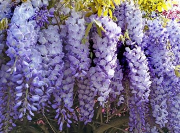 WISTERIA GLICYNIA CHIŃSKA BAJECZNE PNĄCZE SADZONKA