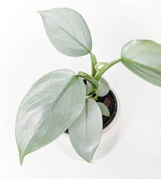 Philodendron SILVER QUEEN o księżycowym ubarwieniu