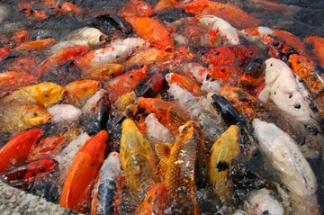 Еда для рыбы koi carp food mible pond 20l