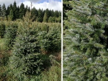 Świerk serbski Picea Omorica nr.1086