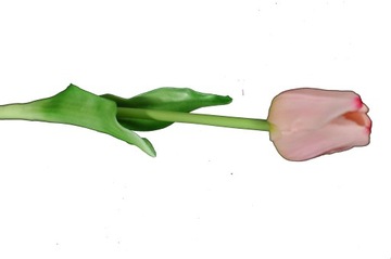 TULIPAN SILIKONOWY RÓŻOWY