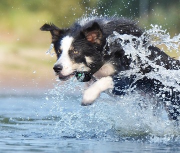 Электрический ошейник для дрессировки собак 800М, пульт дистанционного управления, ремень, подушечки, лампочка