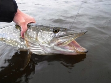 Savage Gear Cannibal PIKE RUBBER x 1шт #10см