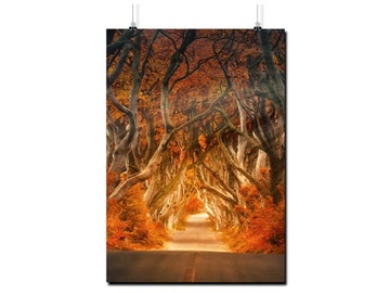 PLAKAT RÓŻNE KOT KWIAT WIDOK 90x60CM MAT 115WZORÓW