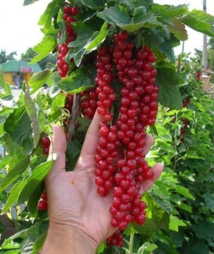 Микоризный мицелий смородины и крыжовника КРУПНЫЕ ПЛОДЫ