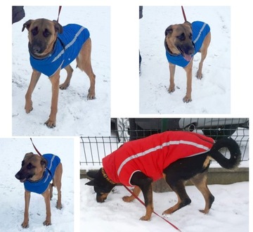 Непромокаемая ЗИМНЯЯ куртка, одежда для больших собак 3XL