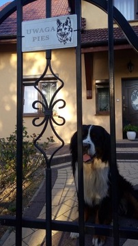 Табличка ВНИМАНИЕ СОБАКА Лазер из нержавеющей стали 200 х 80