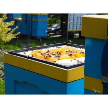 Apikand pyłkiem 10x1kg ciasto podkarm dla pszczół