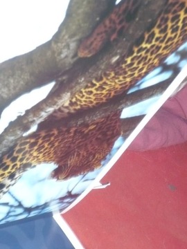 GUDZOWATY Wide Wild World [польский-английский]