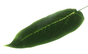 Liść Difenbachia zebra Green LIŚCIE