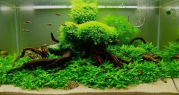 Midi Bimbrownia: набор с крышкой для CO2 и диффузором GW24