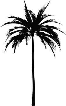 Naklejka dekoracyjna na ścianę DRZEWO PALMA dla dziecka 80 cm