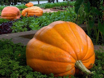 DYNIA OLBRZYMIA - GOLIAS -(Cucurbita pepo) NASIONA