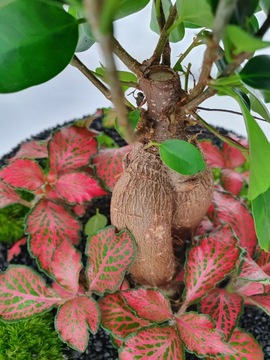 2x Лес в банке - Свадьба, Спасибо родителям