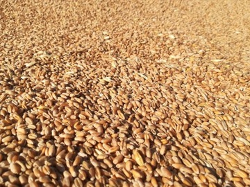 Пшеница, зерно, фураж, зерно, фураж, 25кг