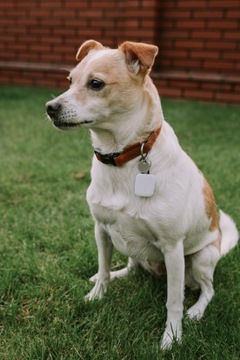 notiOne, вперед! ЛОКАТЕЛЬ КЛЮЧЕЙ ДЛЯ СОБАКИ АВТОМОБИЛЬ ВЕЛОСИПЕД