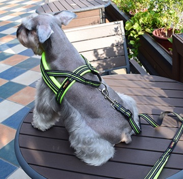 Шлейка для норвежских собак с ручкой светоотражающая дышащая KellyPet /S