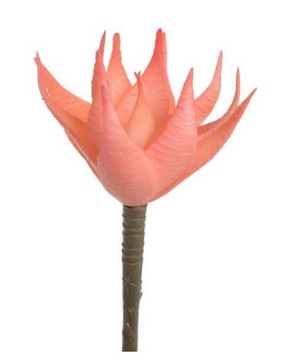 SUKULENT GUMOWY NA PIKU KAKTUSY SUKULENTY 16cm