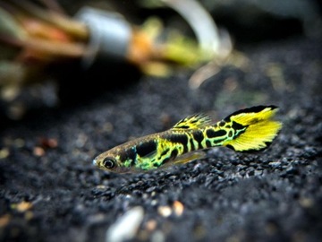 Gupik Endler Tiger Cobra Yellow akwa_fan
