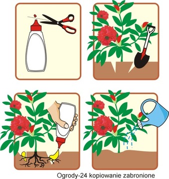 Микориза ЧЕРНИКА РОДОДЕНДРОНА ВЕРЕСКА мицелий