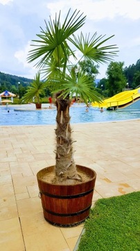 БОЛЬШОЙ ДУБОВЫЙ САДОВЫЙ ЦВЕТОЧНЫЙ ГОРШОК ДЕРЕВЯННЫЙ ГОРШОК 60 Л