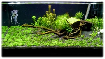 Hemianthus callitrichoides CUBA Чашка 10см InVitro