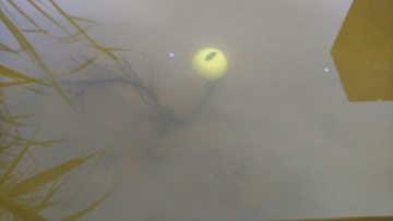 CARP LEADERS CAMOU GLON + БЕСПЛАТНАЯ ИГЛА ДЛЯ КАРПА!