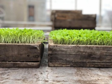 GROW LED 22W STRENGTH AND GROWTH лампа для выращивания растений