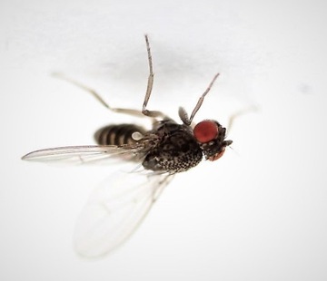 Плодовые мушки Drosophila HYDEI FLIGHTS -разведение-
