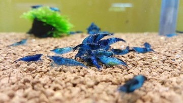 Креветка голубая бархатная STRONG BLUE akwa_fan