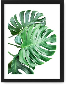MONSTERA Obraz A4 24X33 plakat obrazek, ramka ikea