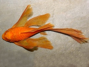 Ryba Ancistrus sp red WELONIASTY Glonojad czerwony