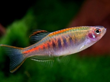 Ryba Danio choprae Danio choprai