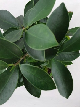 МикроКлимат Форест в банке высотой 42 Бонсай ДОСТАВКА