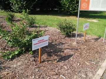 Микориза ЧЕРНИКА РОДОДЕНДРОНА ВЕРЕСКА мицелий