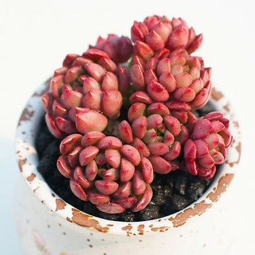 Echeveria PINK RUBY -o rubinowym ubarwieniu