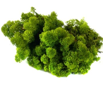 Мох ЯНЕВЫЙ ХРОБОТЕК 200г Средне-зеленый