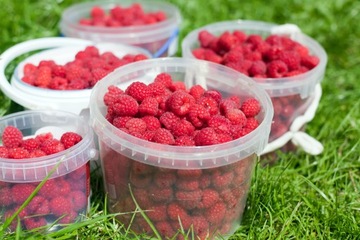 Ведро пластиковое 20 литров Белое с крышкой ДЛЯ ЕДЫ!