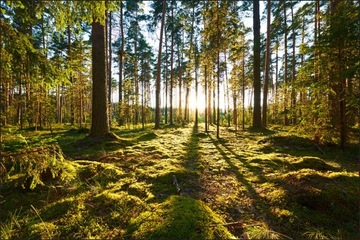 Fototapeta 3d las drzewa słońce krajobraz 180x270