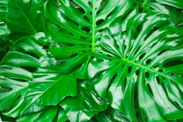 Plant Flower Leaves Shine 750мл Букет Спрей GLOSS Shine