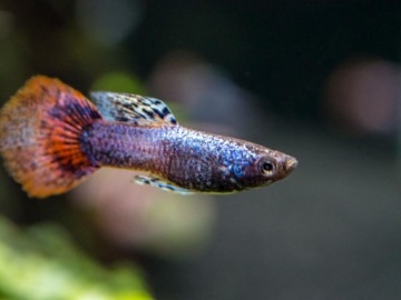 Рыба Гуппи МИКС Множество разновидностей Poecilia reticulata