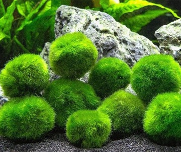 УКРАШЕНИЕ CLADOPHORA AEGAGROPHILA 2-4 см ШАР MARIMO