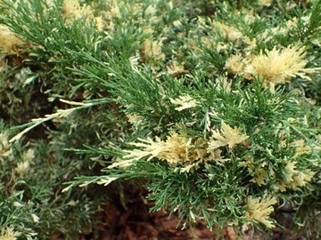 Jałowiec chiński Expansa Variegatta nr.1093