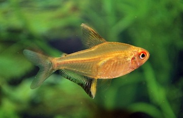 Tetra CYTRYNOWA bystrzyk WYSYŁKA akwa_fan