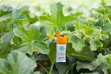 SWIRSKI Ulti-Mite 5x1 Koppert Биологический препарат от трипсов и мучных червей